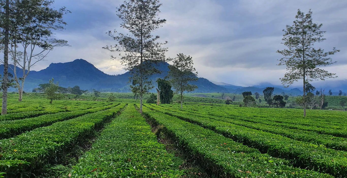 Destinasi-Paket-Wisata-Bandung-Pangalengan,-Jangan-Sampai-Terlewatkan